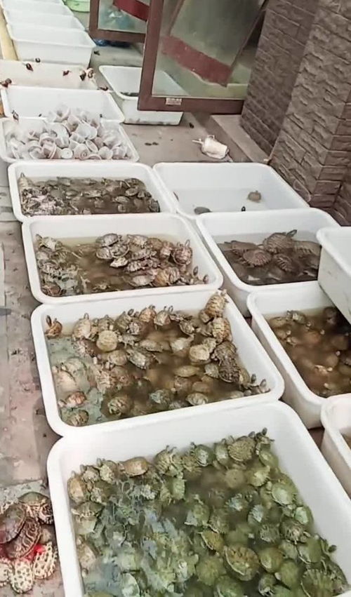 海鲜与花生的美味搭配 选购指南