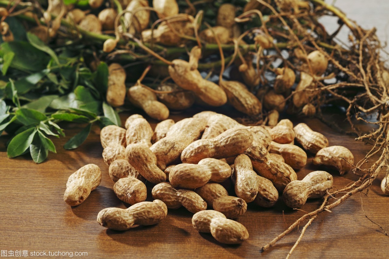 花生的生长奥秘 从千叶到地下的奇妙旅程