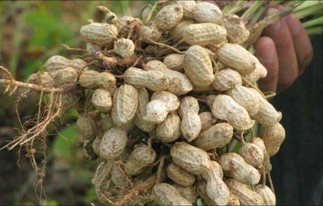 2018年花生种植成本、利润分析与市场前景展望